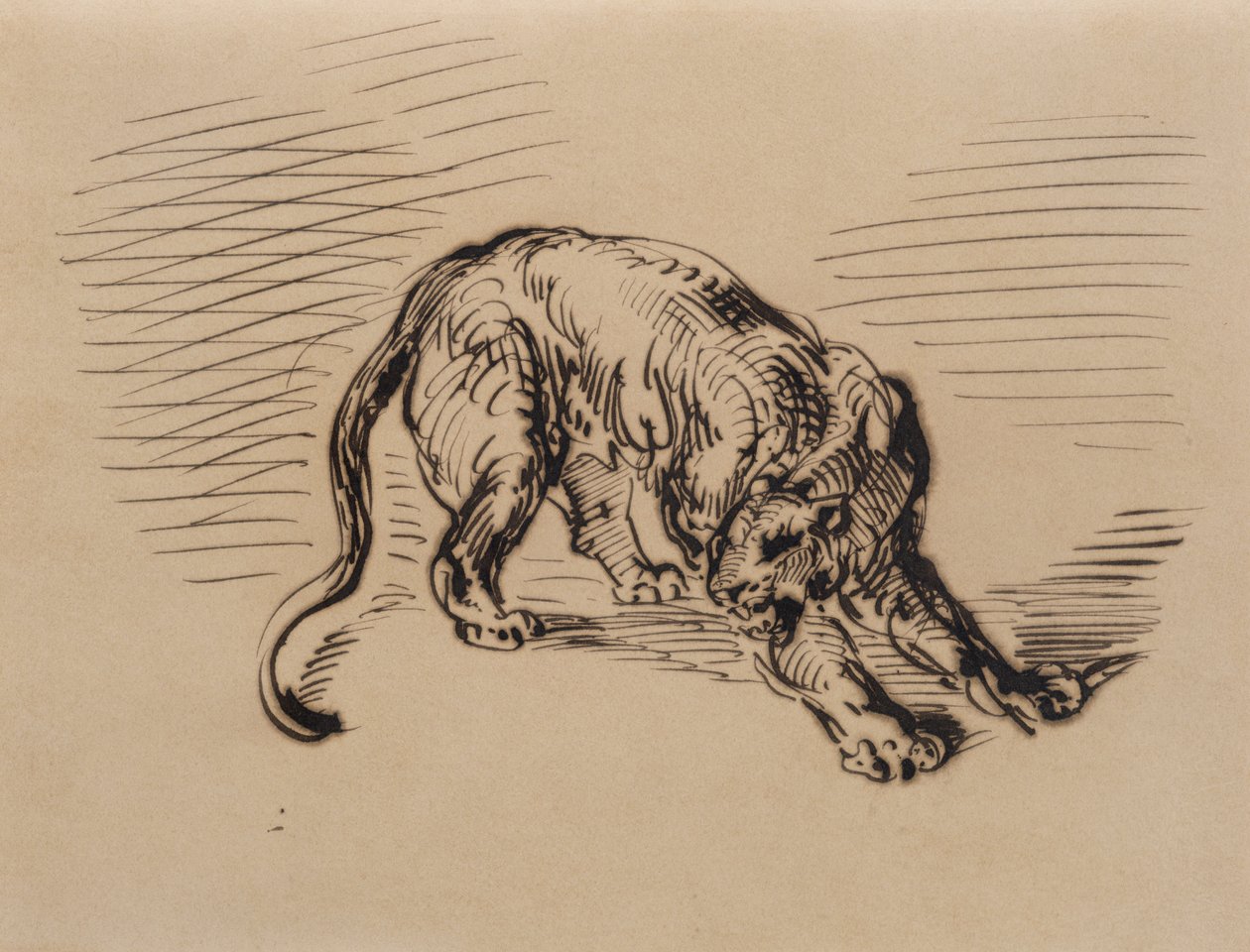 Tygrys przestraszony przez węża, 1858 (pióro i atrament na kalce kreślarskiej) autorstwa Ferdinand Victor Eugene Delacroix