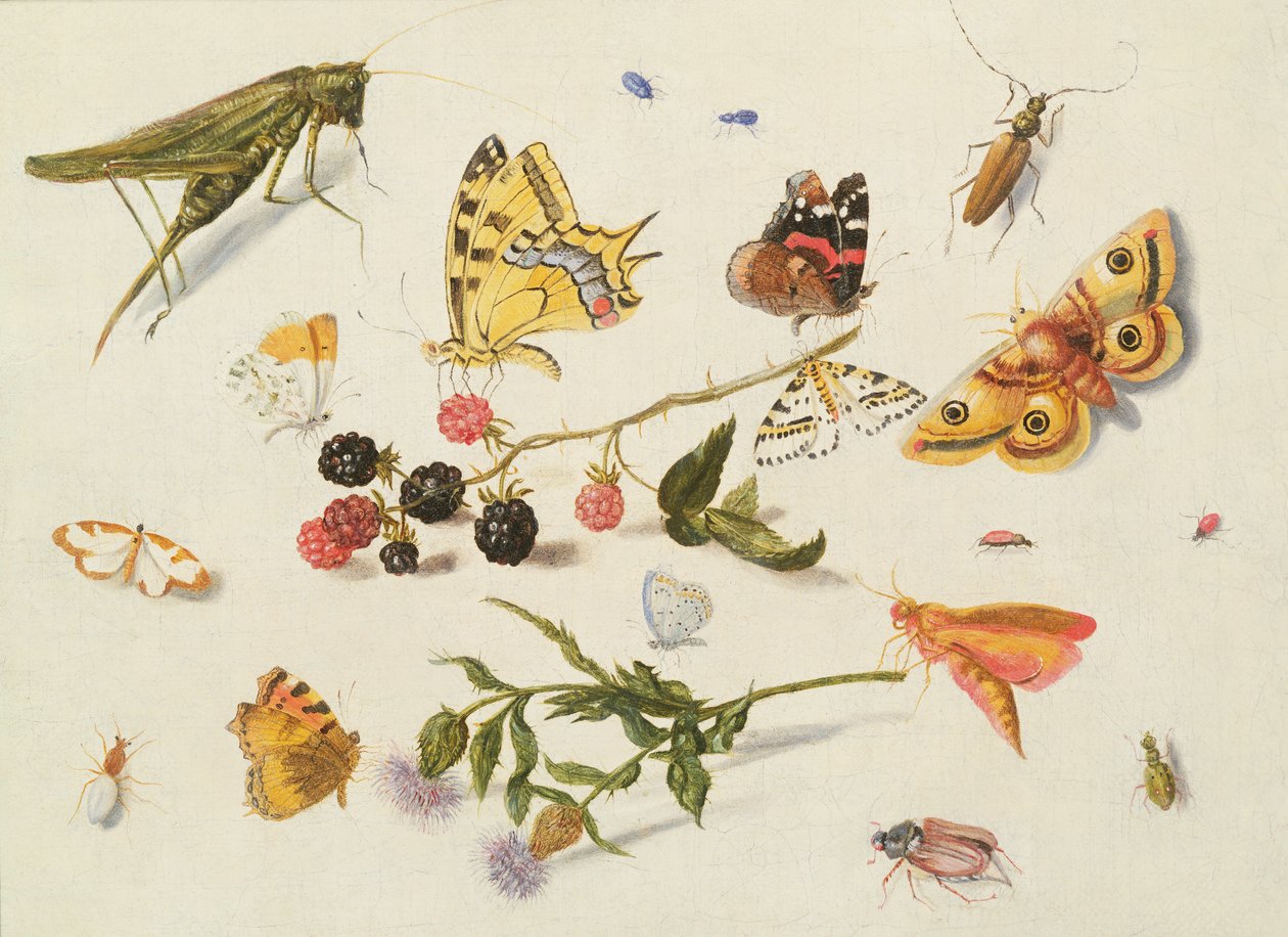 Studium owadów, kwiatów i owoców, XVII wiek autorstwa Ferdinand van Kessel