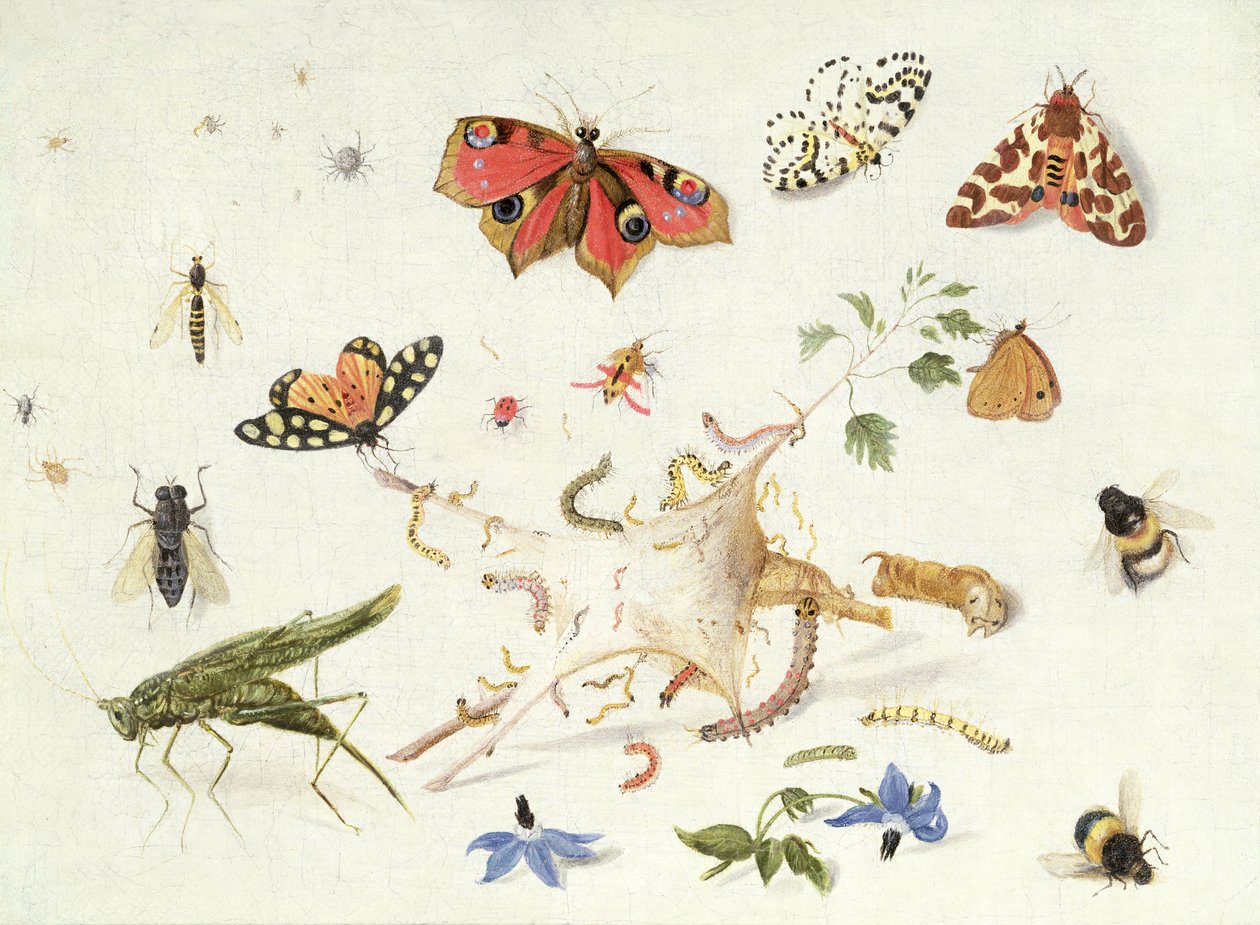 Badanie owadów i kwiatów (olej) autorstwa Ferdinand van Kessel