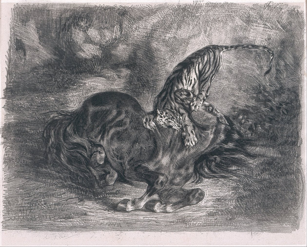 Dziki koń powalony przez tygrysa autorstwa Ferdinand Victor Eugene Delacroix
