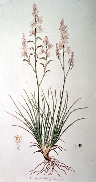 Asphodelus Fistulosus, z „Flora Graeca Sibthorpiana”, John Sibthorp (1758-96) 1806-40 autorstwa Ferdinand Bauer