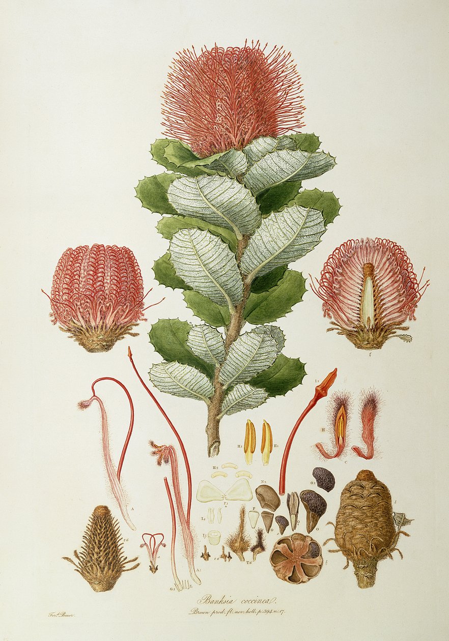 Banksia coccinea, z „Illustrations of Flora Novaie Hollandiae”, wydana w 1813 r. autorstwa Ferdinand Bauer