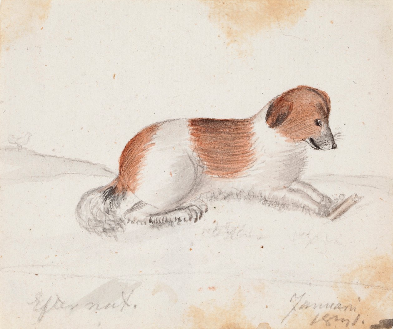 Pies autorstwa Ferdinand von Wright