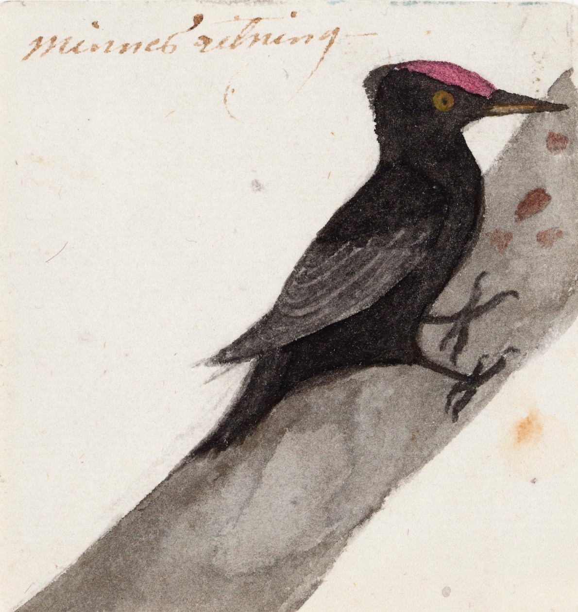 Dzięcioł czarny autorstwa Ferdinand von Wright