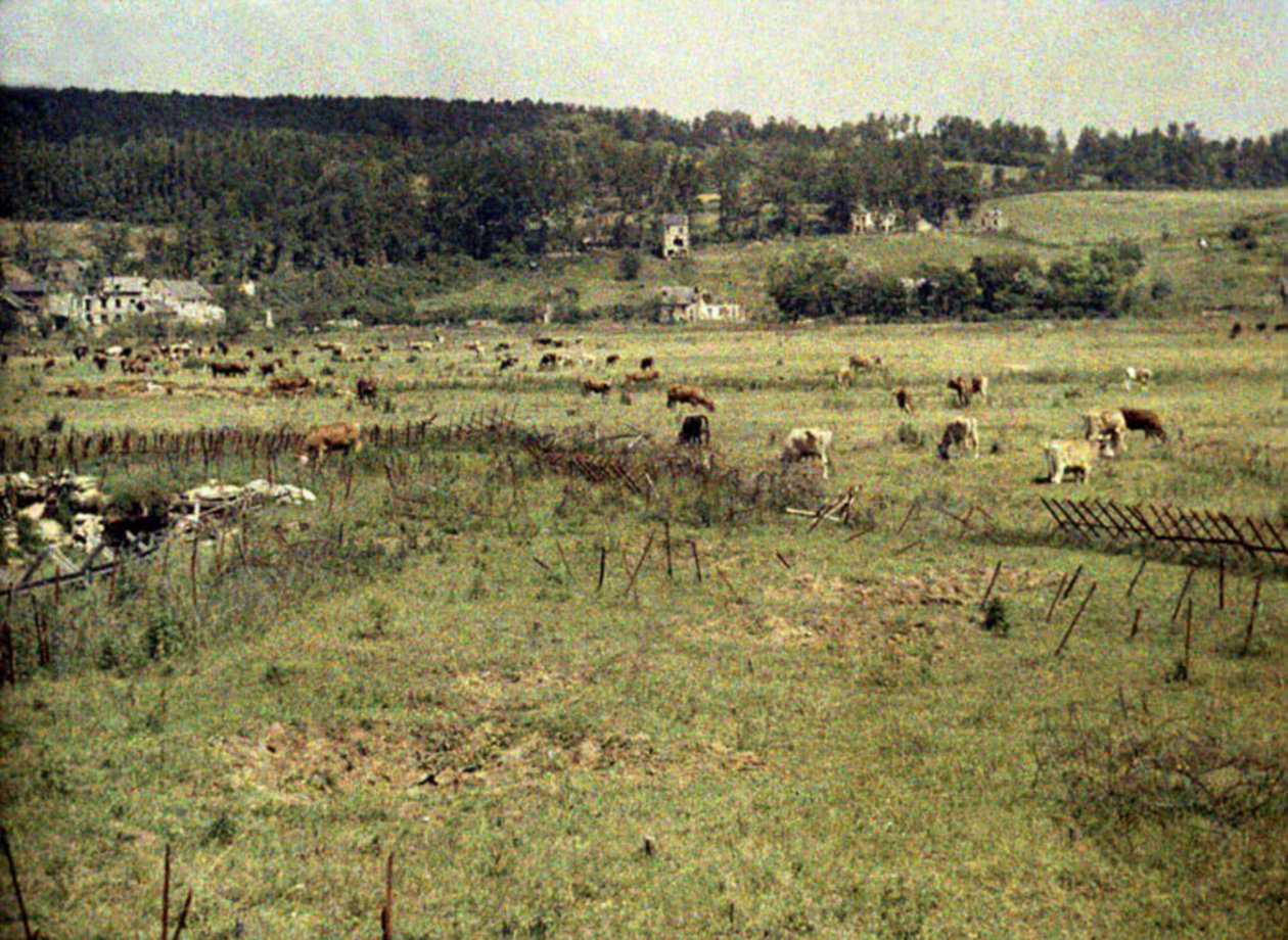 Bydło armii francuskiej wypasane między drutem kolczastym a okopami w pobliżu Vauxrot, Soissons, Aisne, Francja, 1917 (autochrome) autorstwa Fernand Cuville