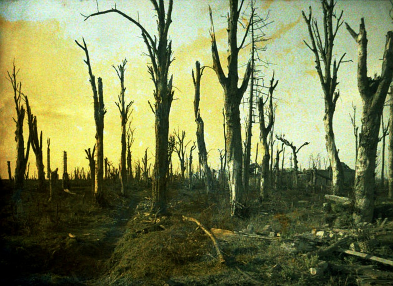 Drzewa zniszczone podczas bitwy, Chaulnes, Somme, Francja, 1917 (autochrome) autorstwa Fernand Cuville