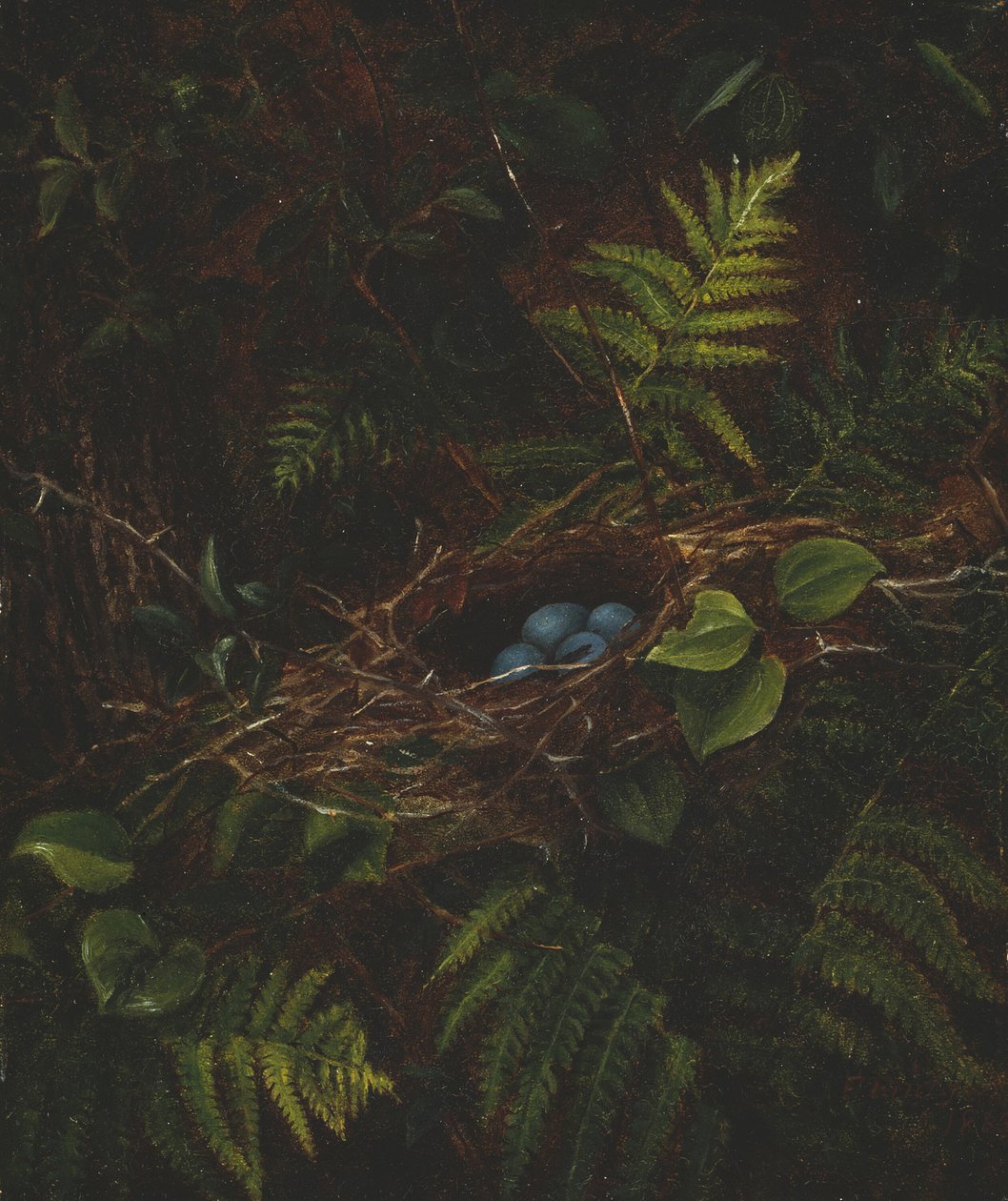 Ptasie gniazdo i paprocie, 1863. autorstwa Fidelia Bridges