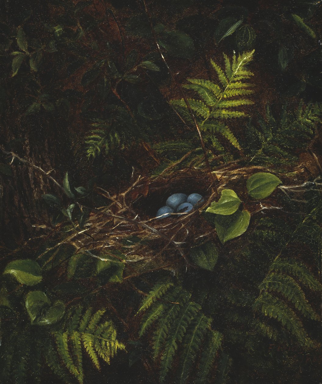 Ptasie gniazdo i paprocie, 1863 autorstwa Fidelia Bridges