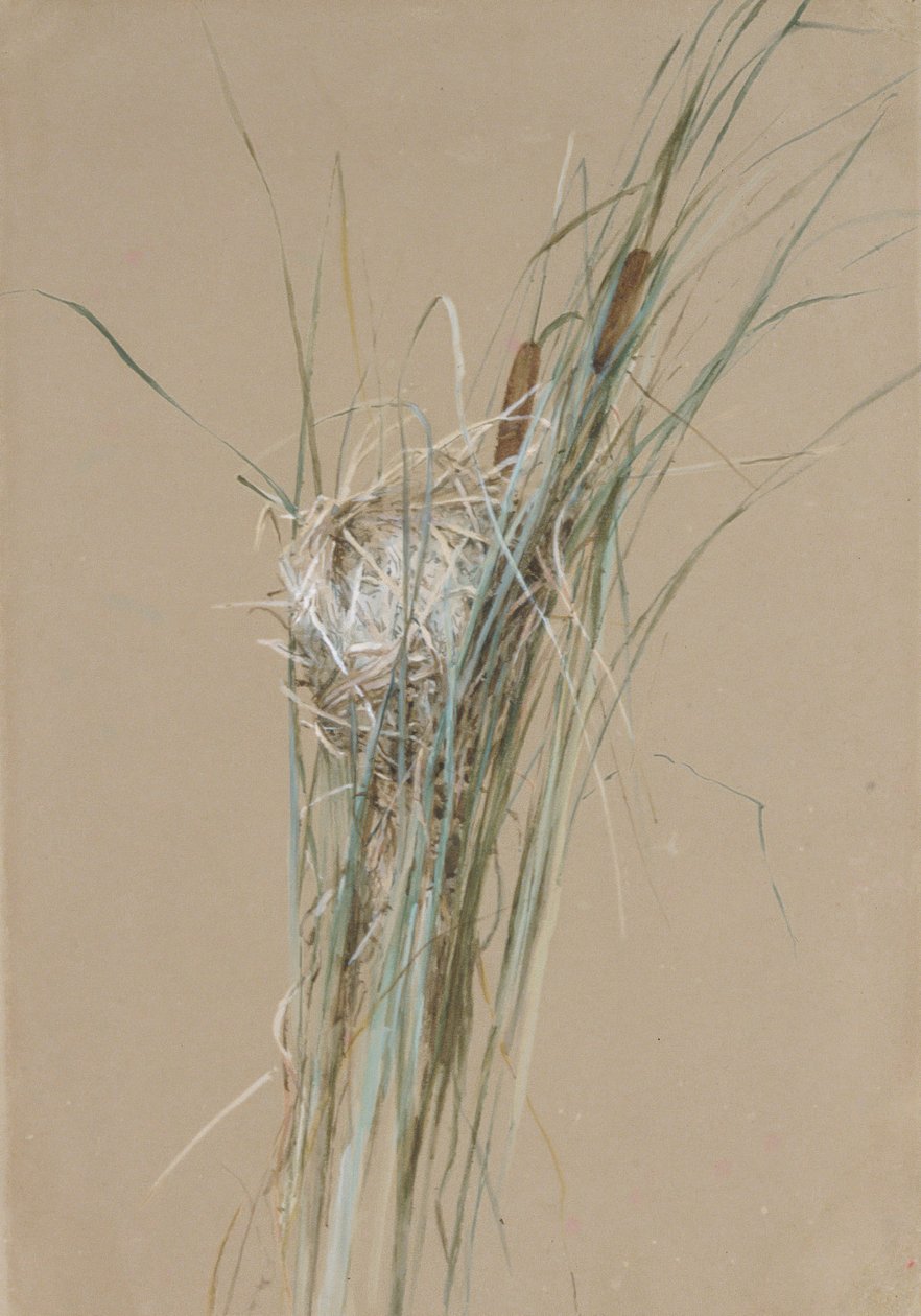 Ptasie gniazdo w Pałkowatych, ca. 1875. autorstwa Fidelia Bridges