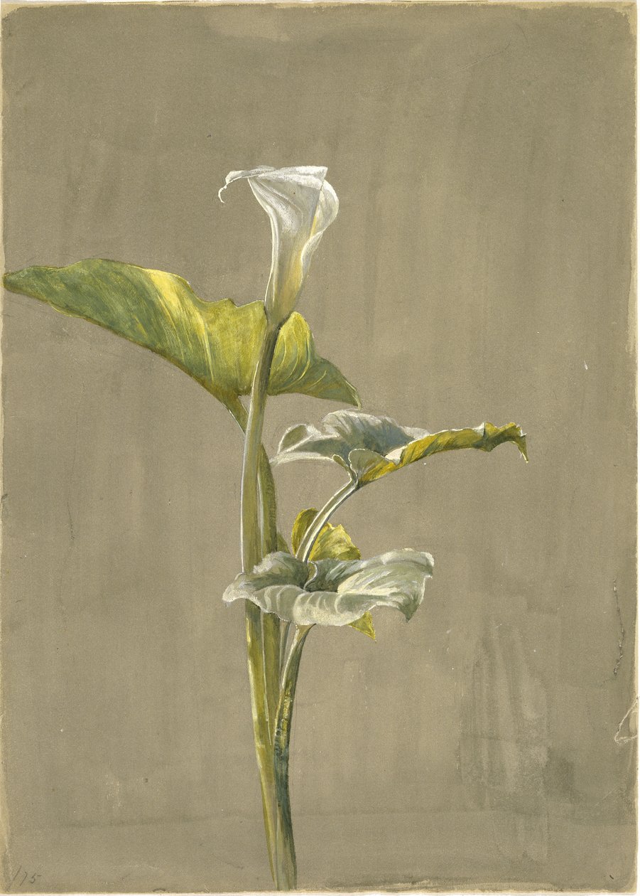 Calla Lily, 1875 (wc na papierze) autorstwa Fidelia Bridges