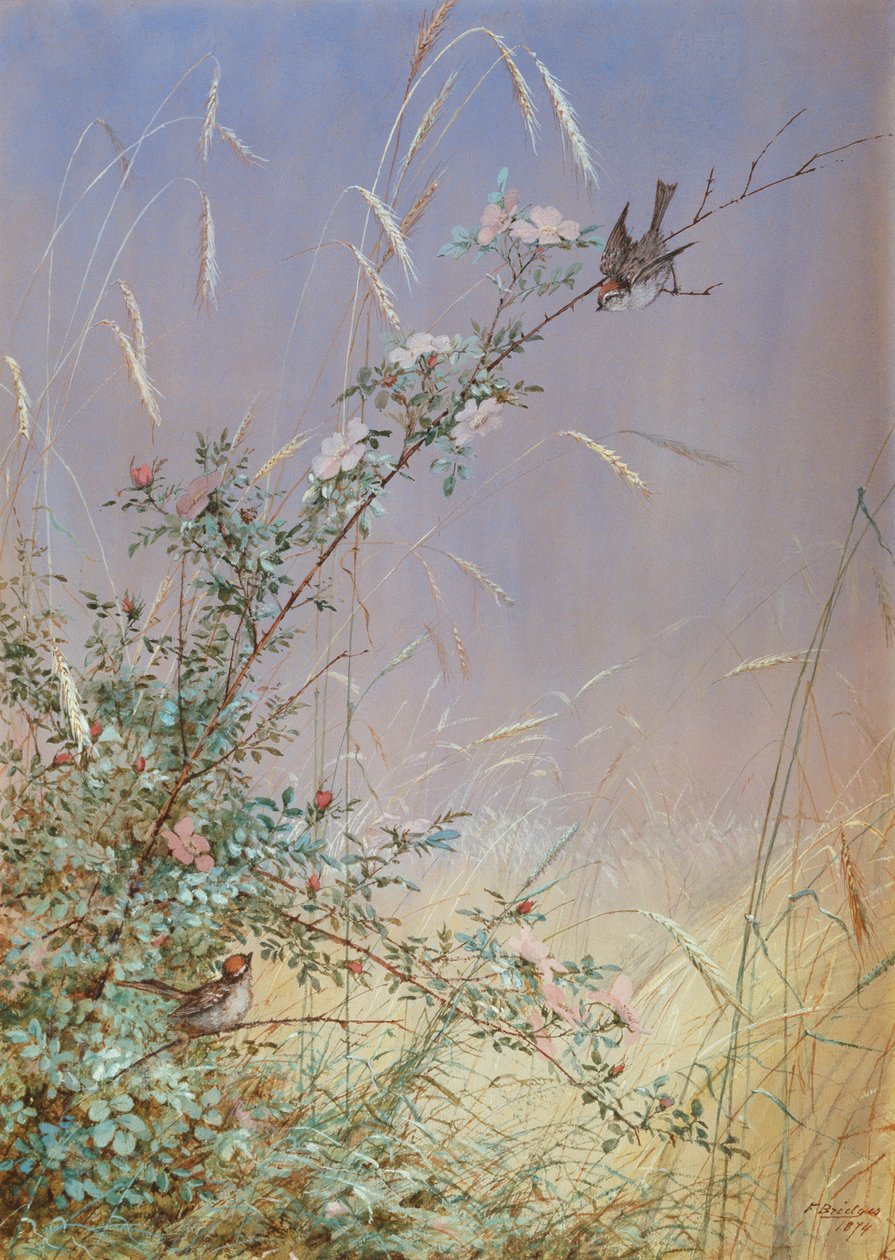 Wild Roses Among Rye, 1874 (toaleta i gwasz na ołówku na papierze) autorstwa Fidelia Bridges