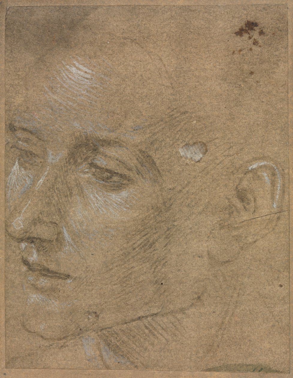 Głowa młodego mężczyzny autorstwa Filippino Lippi