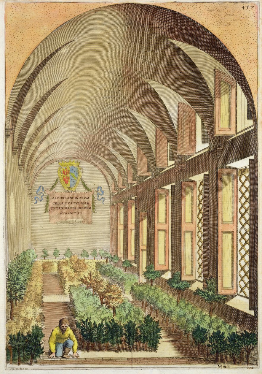 Drzewka cytrusowe w szklarni, z „Hesperydów” Giovanniego Battisty Ferrariego, sztychowane przez Cammillo Congio (fl.1630), wydane w 1646 autorstwa Filippo Gagliardi