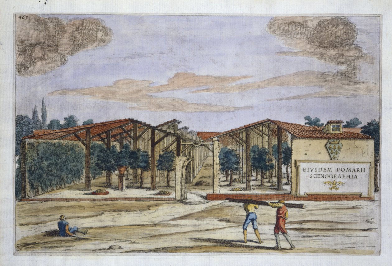 Zadaszony sad, z Hesperyd Giovanniego Battisty Ferrariego, rycina Camillo Congio (fl.1630), publikacja 1646 (ręcznie kolorowana grawerunek) autorstwa Filippo after Gagliardi