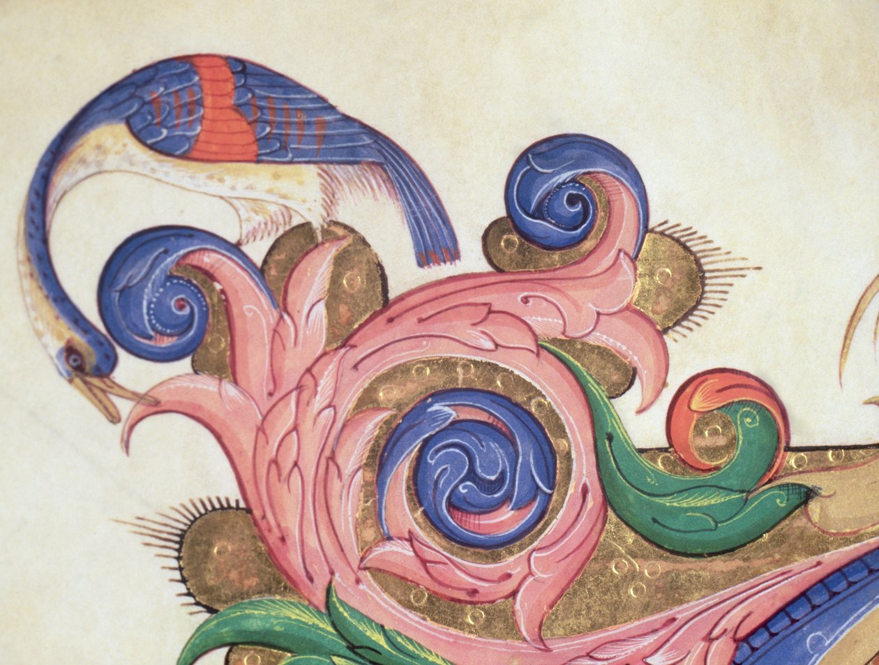 Mszał 515 f.169r Fantastyczny ptak spoglądający wokół listowia, detal dekoracji otaczający historyczny inicjał z księgi chóralnej wykonany przed 1449 detal welinowy z 56720 autorstwa Filippo di Matteo Torelli