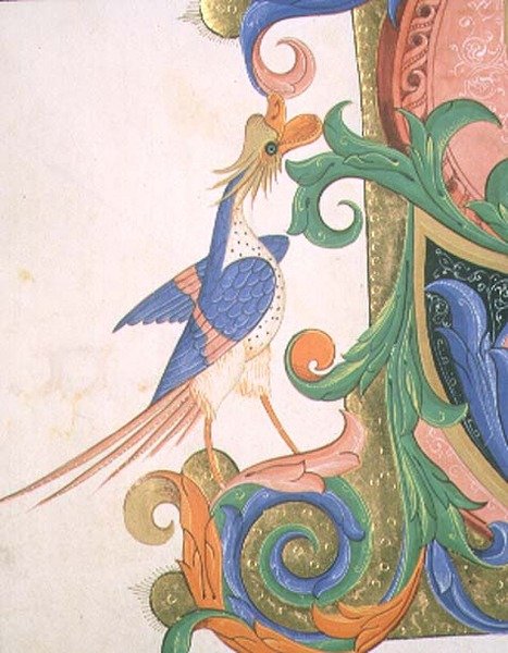 Mszał 515 f.20v Fantastyczny ptak, detal dekoracji historycznego inicjału z Księgi Chóralnej wykonanej przed 1449 r. (welum) autorstwa Filippo di Matteo Torelli