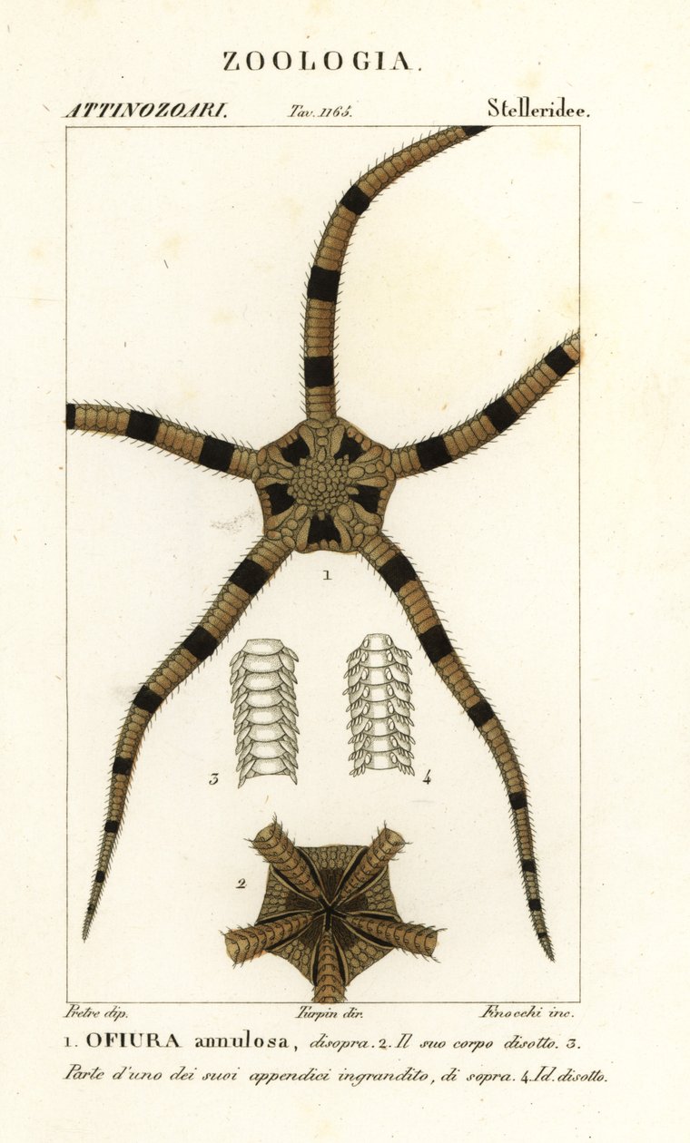 Krucha szkarłupnia gwiaździsta, Ophiomastix pierścieniowaty, Ophiura pierścieniowy autorstwa Finocchi Finocchi