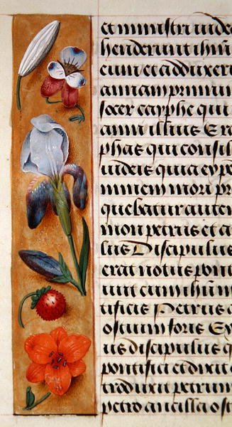 Ms. 1058-1975, f.16v: fragment bordiury kwiatowej z Księgi Godzin, ok. 1500 (welum) autorstwa Flemish School