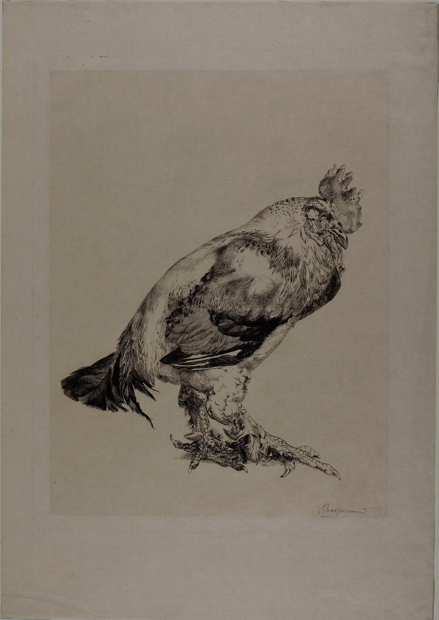 Stary Kogut autorstwa Félix Henri Bracquemond