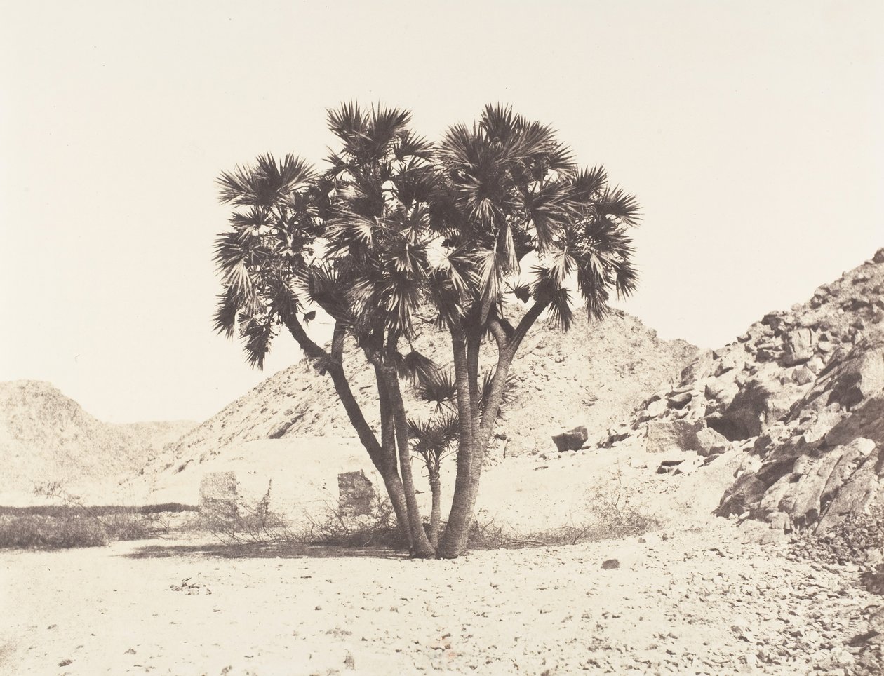 Okolice Fileh, Palmier Doum na wschodnim brzegu Nilu, 1851-52, druk 1853-54. autorstwa Félix Teynard