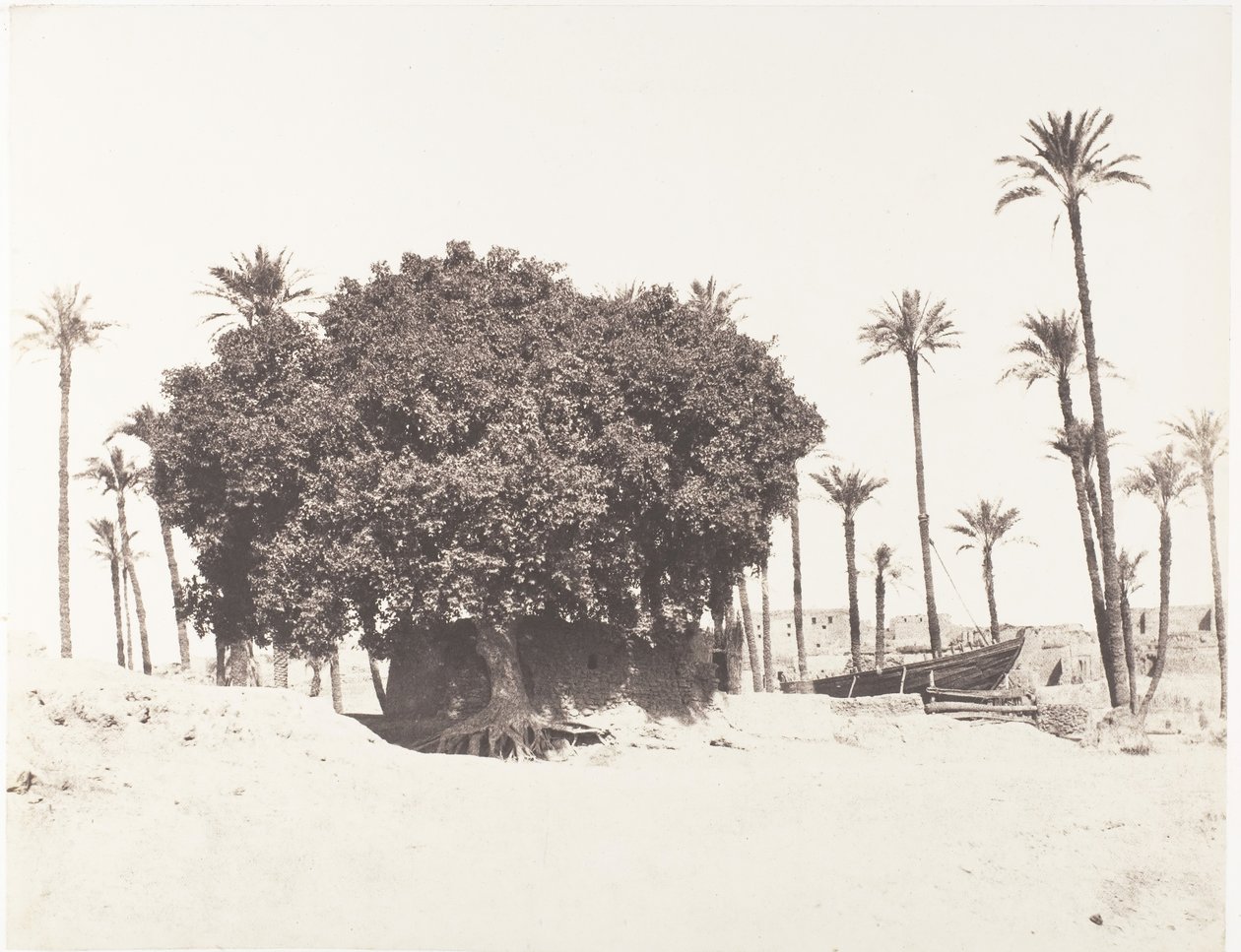 Esneh, palmy daktylowe, jawor i kawa na brzegu Nilu, 1851-52, wydrukowany w latach 1853-54. autorstwa Félix Teynard