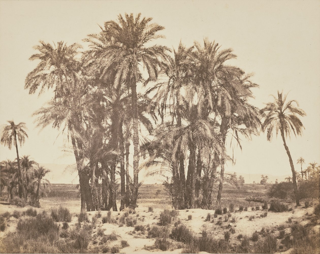 [Gaj palm daktylowych widziany z punktu A, Karnak]. autorstwa Félix Teynard