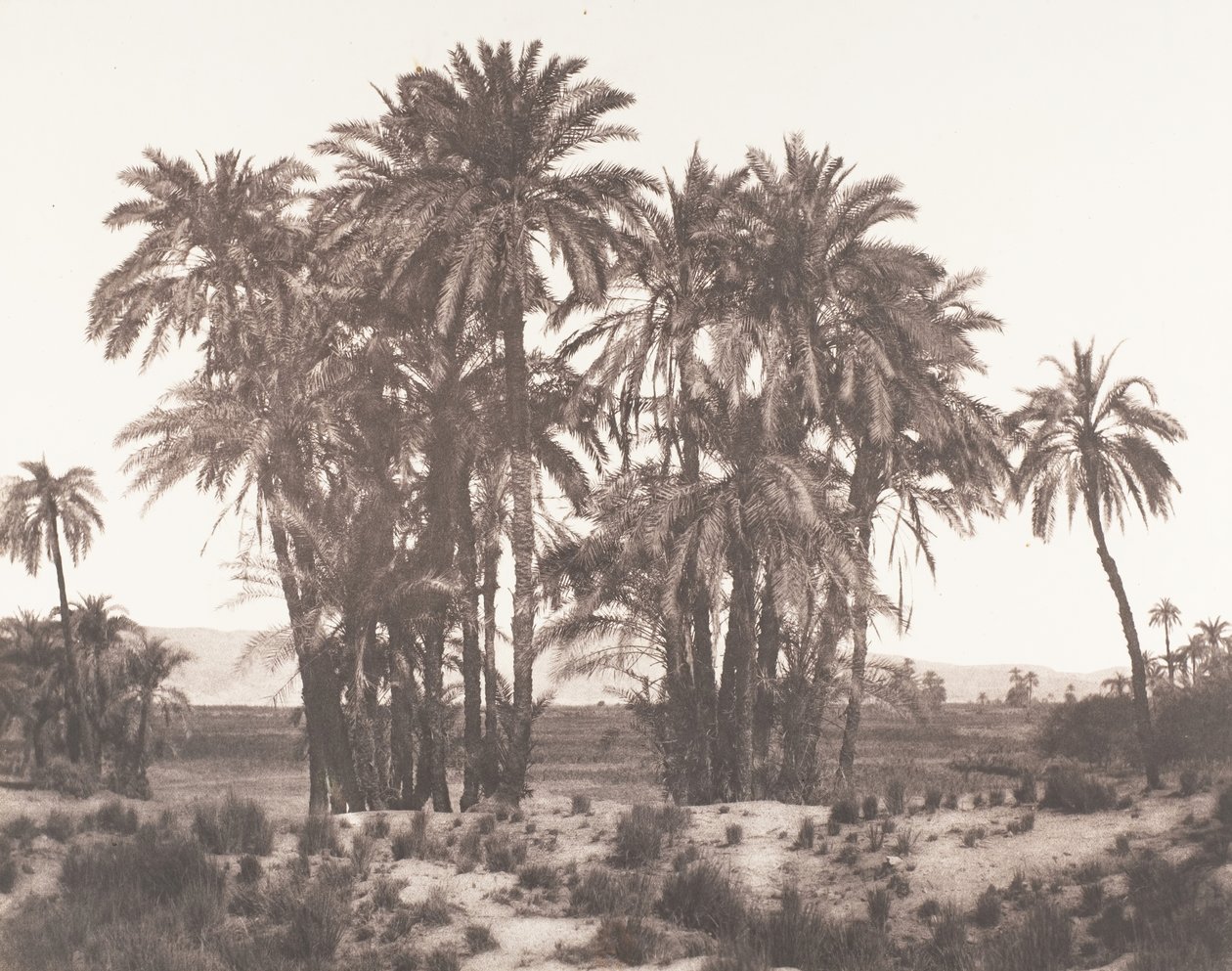 Karnak, Grupa palm daktylowych Widziana z punktu A, 1851-52, druk 1853-54. autorstwa Félix Teynard