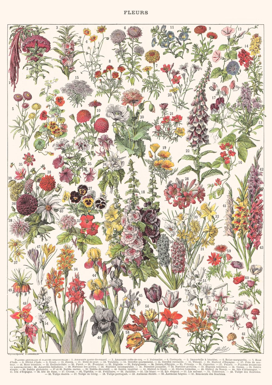 Fleur I - EDYCJA ASTER, 2023 (cyfrowa) autorstwa Florent Bodart
