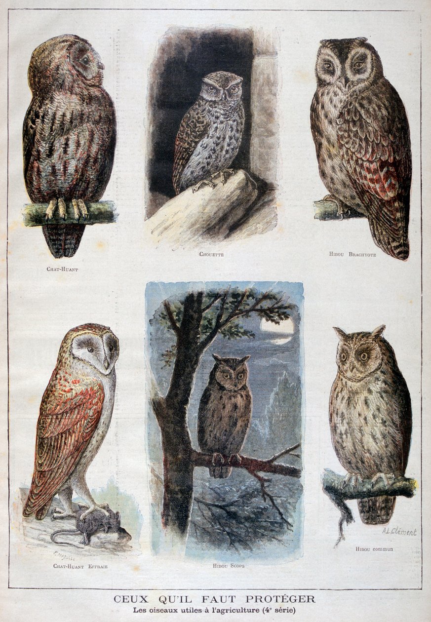 Ptaki chronione i pomocne w rolnictwie, 1897 autorstwa Fortuné Méaulle