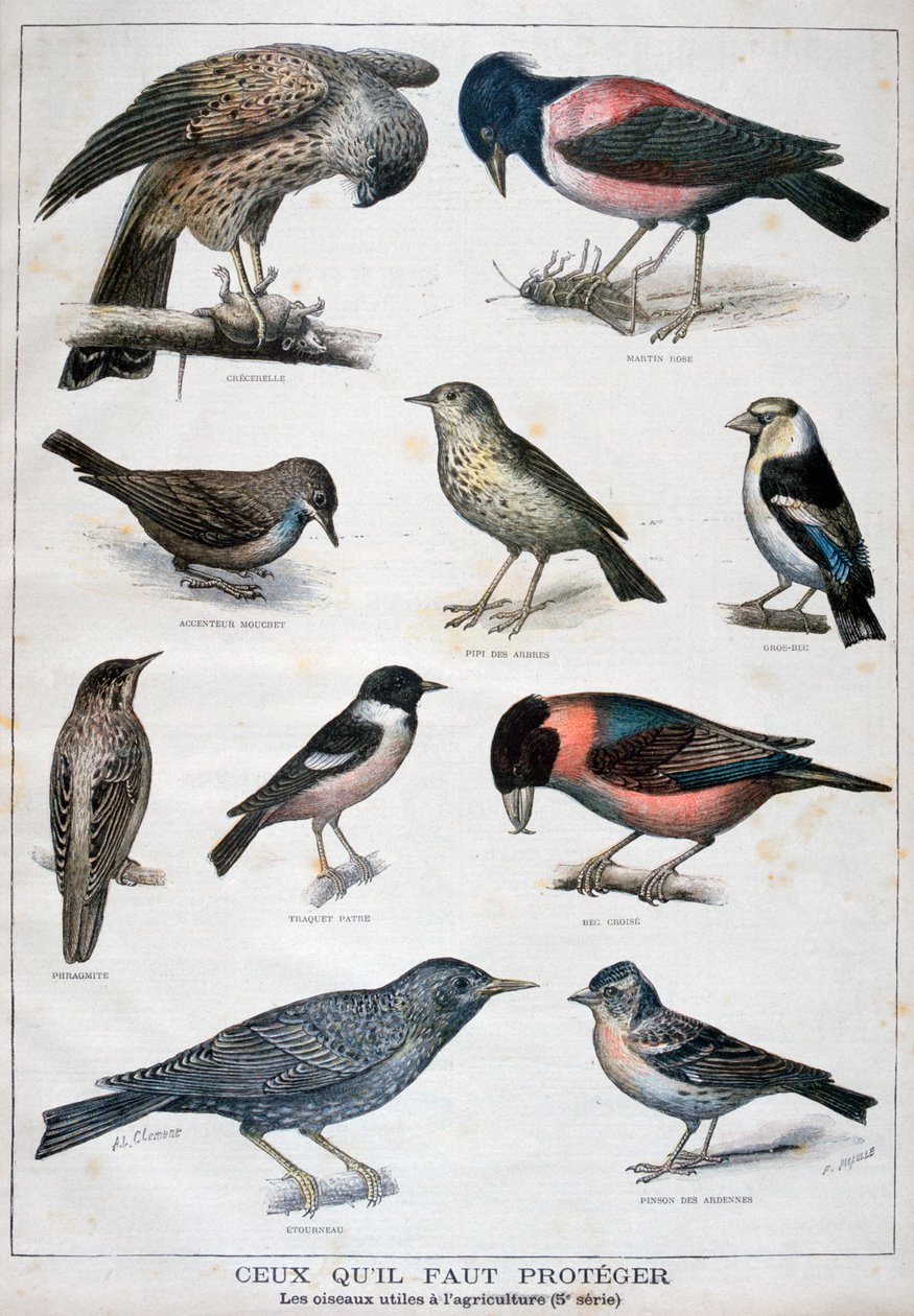 Ptaki chronione i pomocne w rolnictwie, 1897 autorstwa Fortuné Méaulle