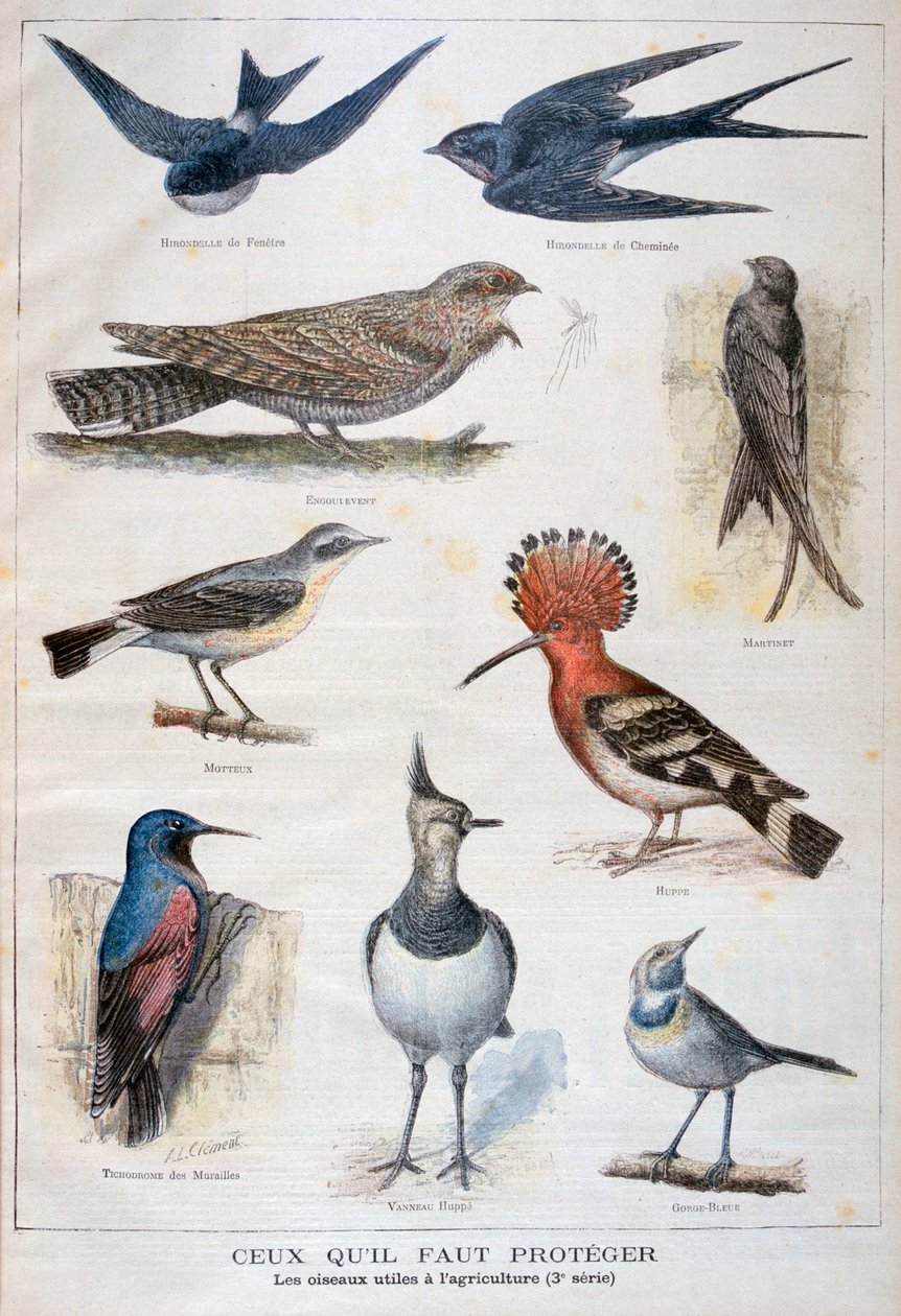Ptaki chronione i pomocne w rolnictwie, 1897 autorstwa Fortuné Méaulle