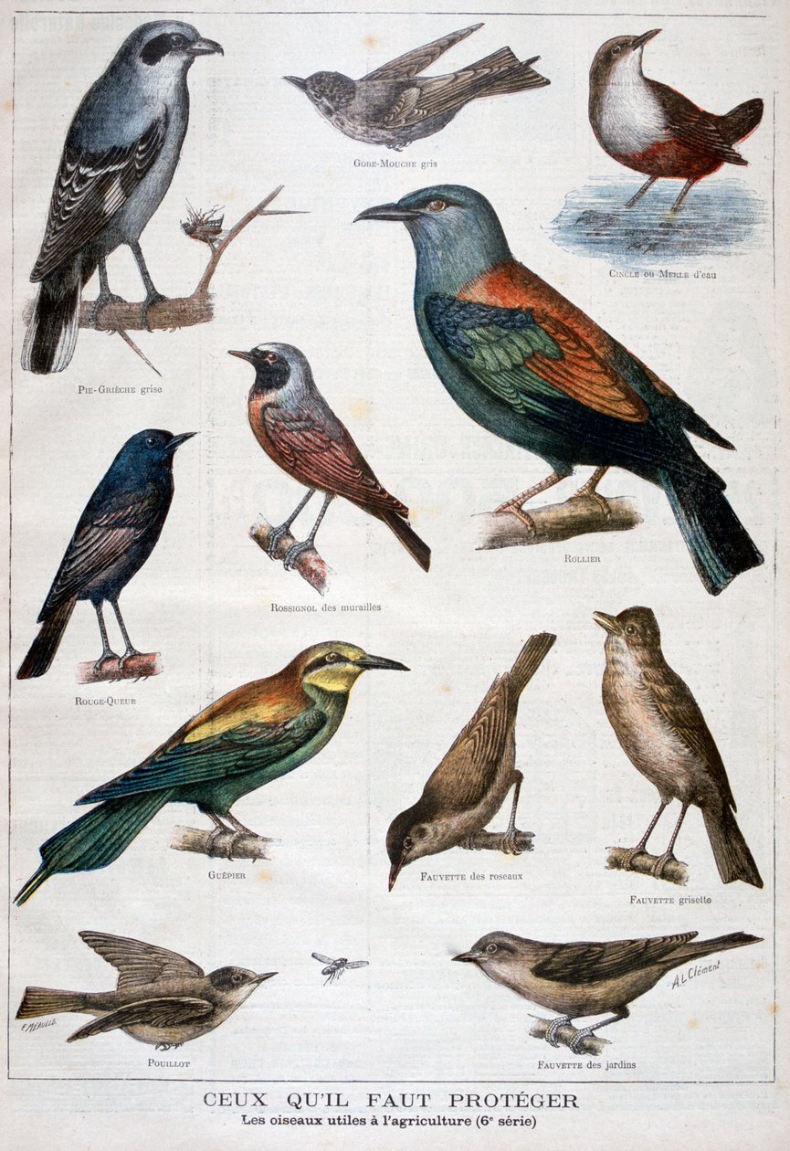 Ptaki chronione i pomocne w rolnictwie, 1897 autorstwa Fortuné Méaulle