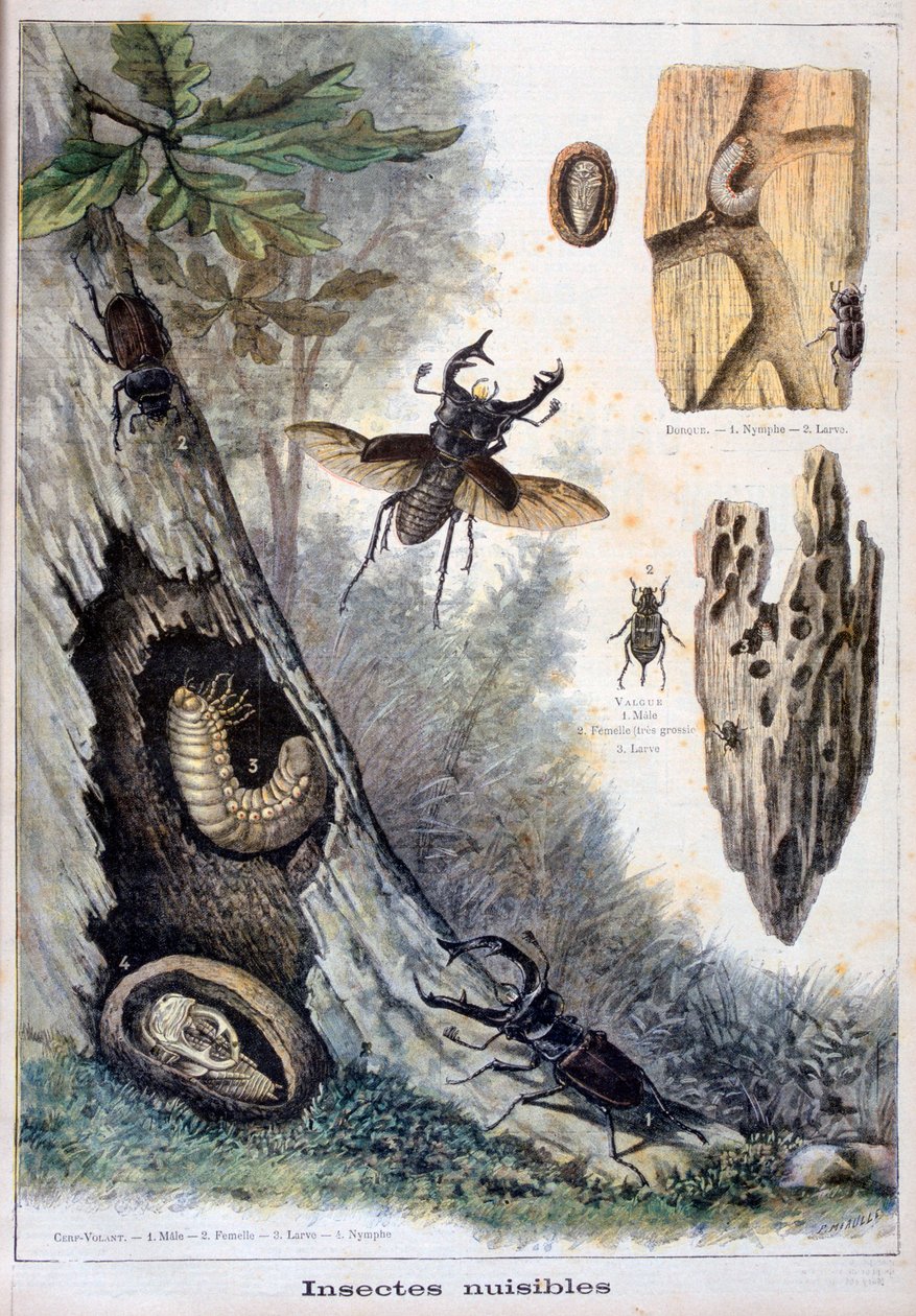 Szkodliwe owady, 1897 autorstwa Fortuné Méaulle