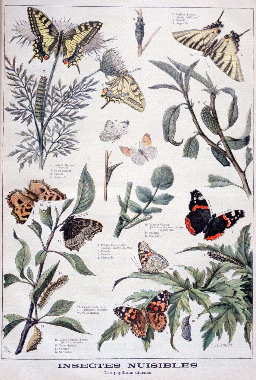 Szkodliwe owady: motyle dzienne, 1897 autorstwa Fortuné Méaulle