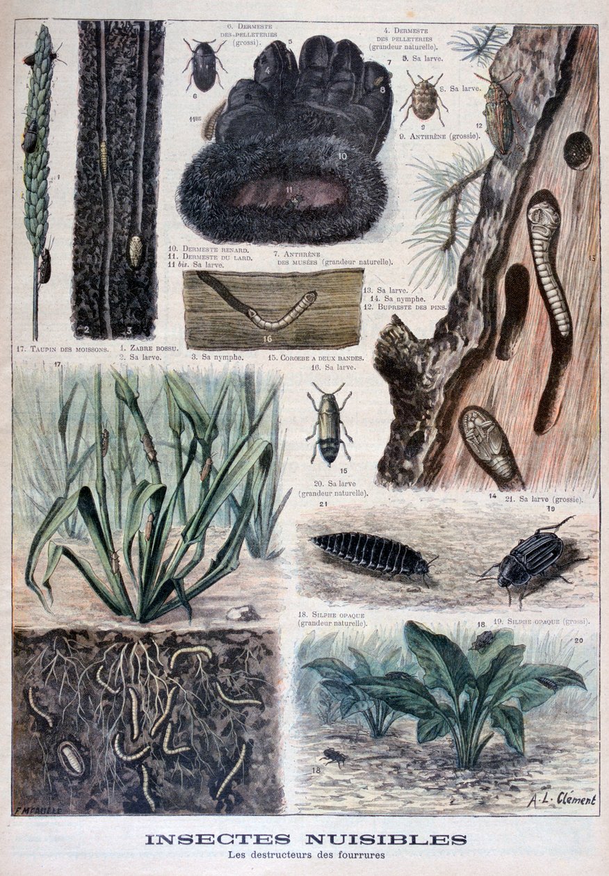 Owady szkodliwe dla futer, 1897 autorstwa Fortuné Méaulle