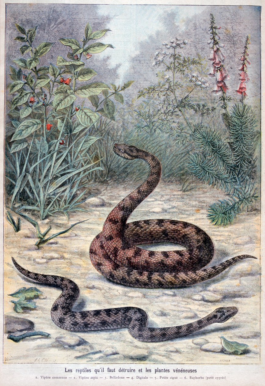 Węże i trujące rośliny, 1897 autorstwa Fortuné Méaulle