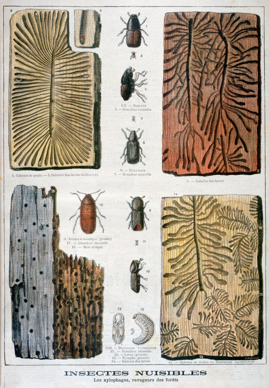 Owady ksylofagiczne niszczące lasy, 1897 autorstwa Fortuné Méaulle