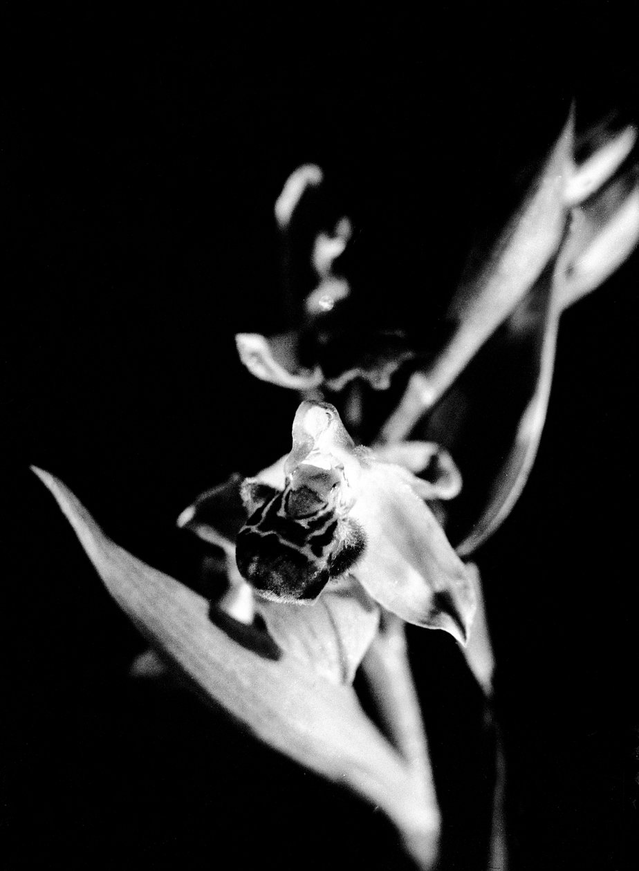 Dzika orchidea (zdjęcie czarno-białe) autorstwa Fosco Maraini