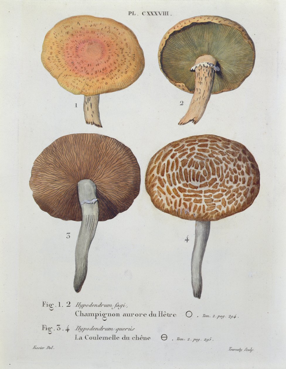 Hypodendrums fagi and queris, tablica 138 z „Iconographie des Champignons de J.J. Paulet” J.H. Leveille