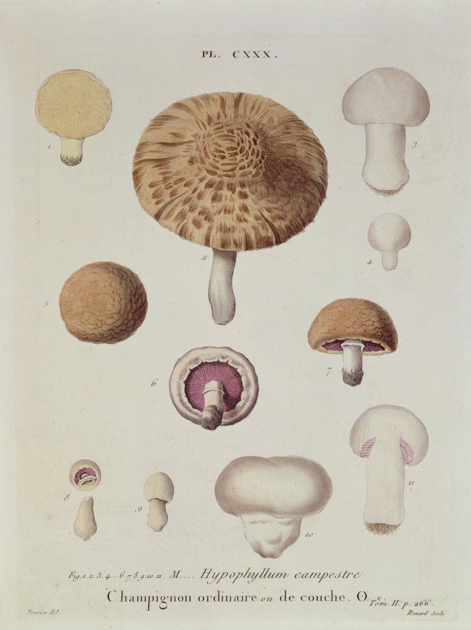Hypophyllum campestre lub pieczarka polna, tablica 130 z „Iconographie des Champignons de J.J. Pauleta” J.H. Leveille, grawerowane przez Renarda, 1855 autorstwa Fossier