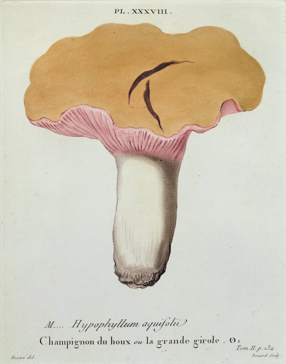 Hyprophyllum aquifolii, tablica 38 z „Iconographie des Champignons de J. J. Paulet” J. H. Leveille, ryt. Renard, 1855 autorstwa Fossier