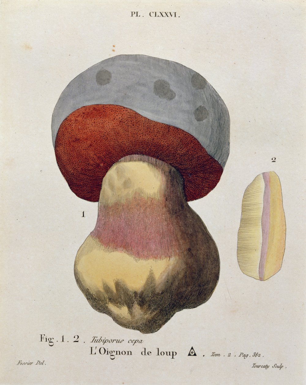 Tubiporus cepa, tablica 176 z „Iconographie des Champignons de J.J. Paulet” J.H. Leveille