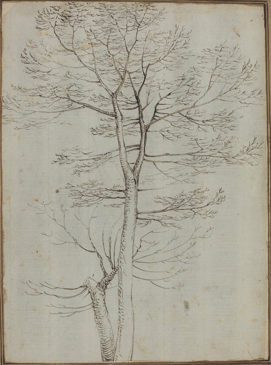 Nagie drzewo [verso] autorstwa Fra Bartolommeo