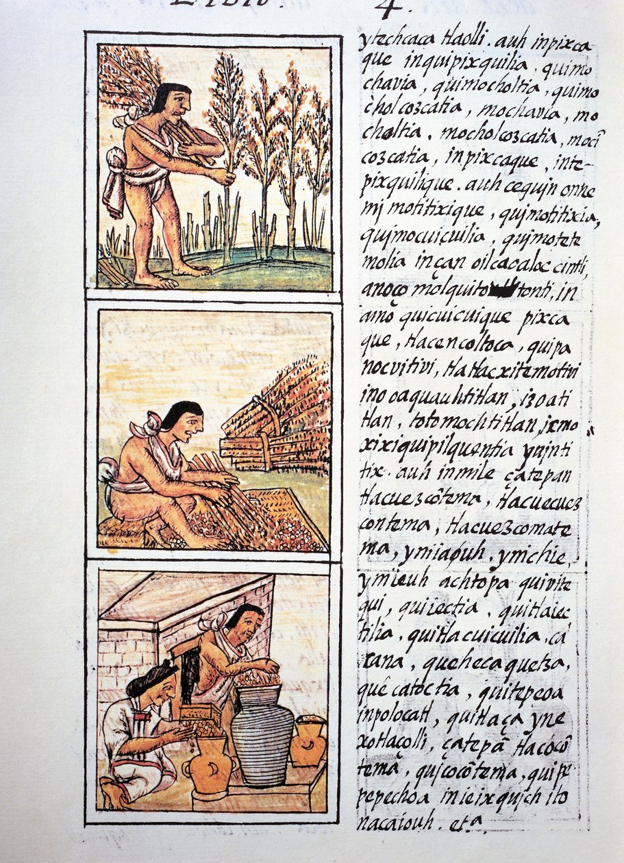 Sceny z życia chłopów, żniwa pszenicy, odziarnianie na macie i przechowywanie w słoikach, tekst w języku nahuati, z faksymile rękopisu General History of Things of New Spain, znanego również jako Kodeks florencki, autorstwa Bernardino de Sahagun autorstwa Fra Bernadino da Sahagun