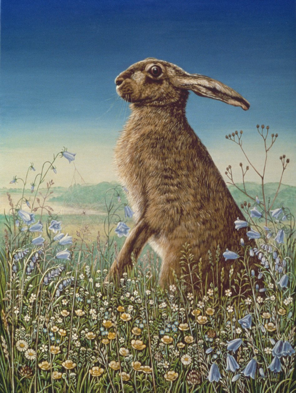 Zając, 1984 (olej i tempera na panelu) autorstwa Frances Broomfield