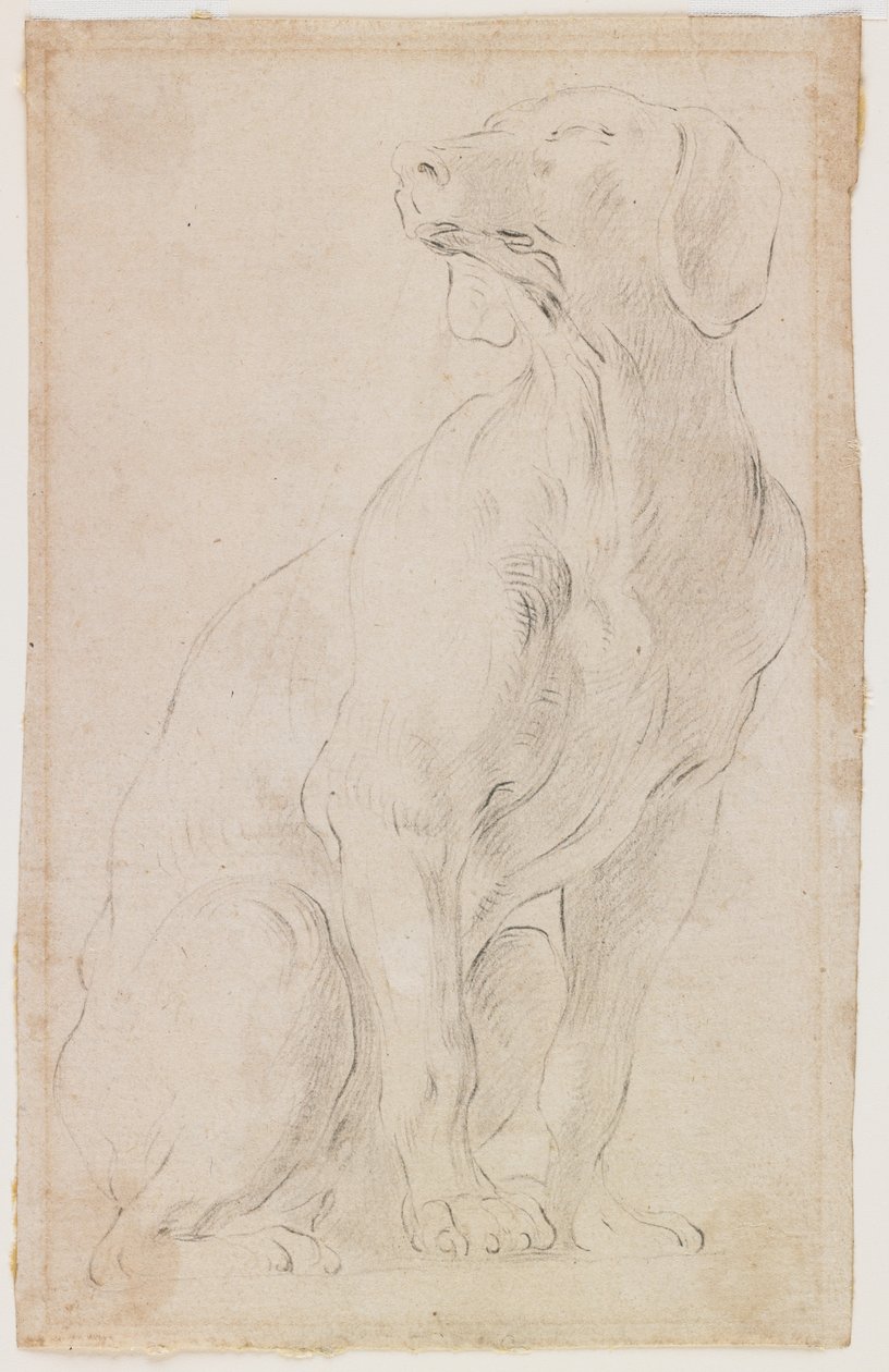 Siedzący pies, 1710-15 (czarna kreda na papierze) autorstwa Francesco Solimena