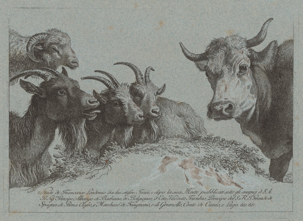 Studium głów: trzy kozy, wół i baran, opublikowane ok. 1783. autorstwa Francesco Londonio