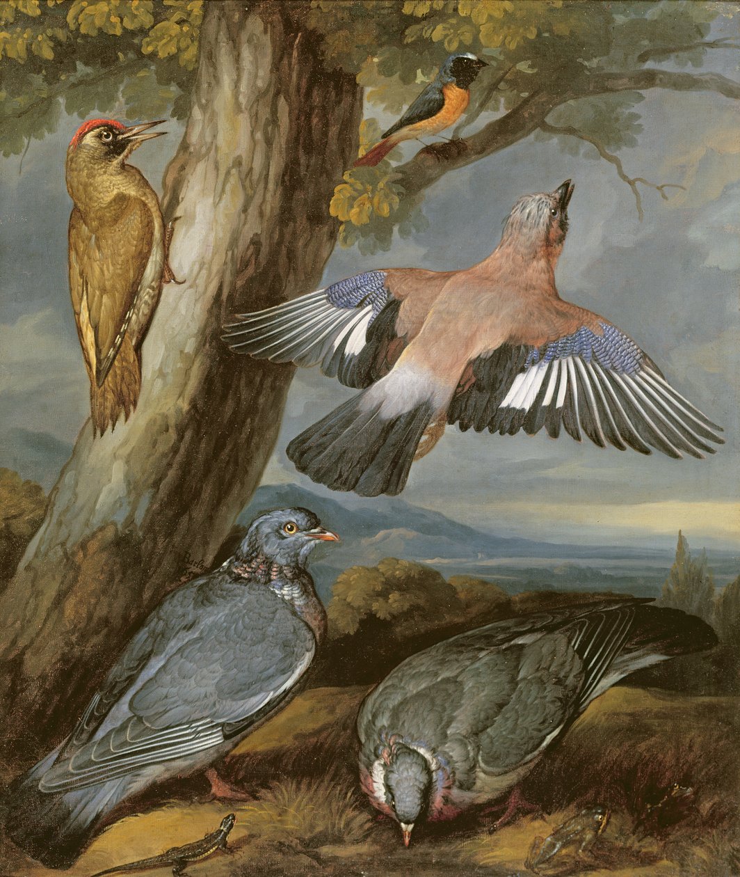 sójka, dzięcioł zielony, gołębie i pleszka, ok.1650 autorstwa Francis Barlow