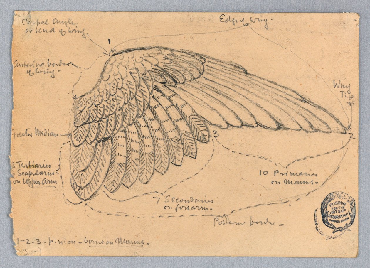 Studium skrzydła autorstwa Francis Augustus Lathrop