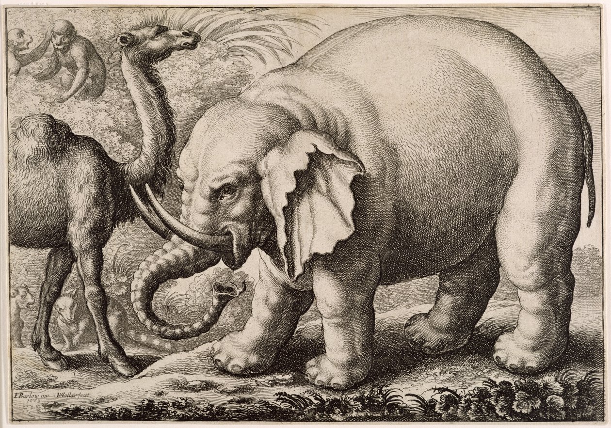 Słoń i wielbłąd, ryty Wenceslaus Hollar (1607-77) 1663 autorstwa Francis Barlow